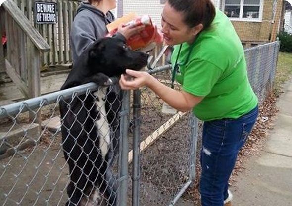 Woman in green shirt pouring liquid into a black and white dog's mouth over a chain-link fence. Another person holds the dog. "Beware of the Dog" sign on fence. Woman in green shirt pouring liquid into a black and white dog's mouth over a chain-link fence. Another person holds the dog. "Beware of the Dog" sign on fence.