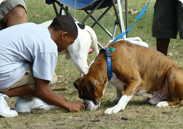 A boy in a white shirt and shorts pets a brown and white dog on a leash. A second dog is nearby, sniffing the ground. They are outdoors near a folding chair. A boy in a white shirt and shorts pets a brown and white dog on a leash. A second dog is nearby, sniffing the ground. They are outdoors near a folding chair.