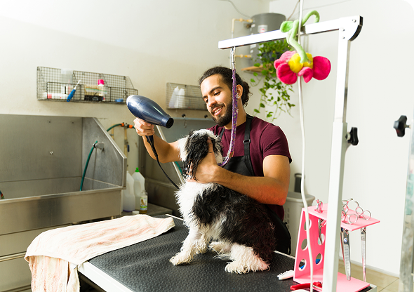 Groomer blow-drying a black and white dog on a grooming table in a pet salon. Groomer blow-drying a black and white dog on a grooming table in a pet salon.