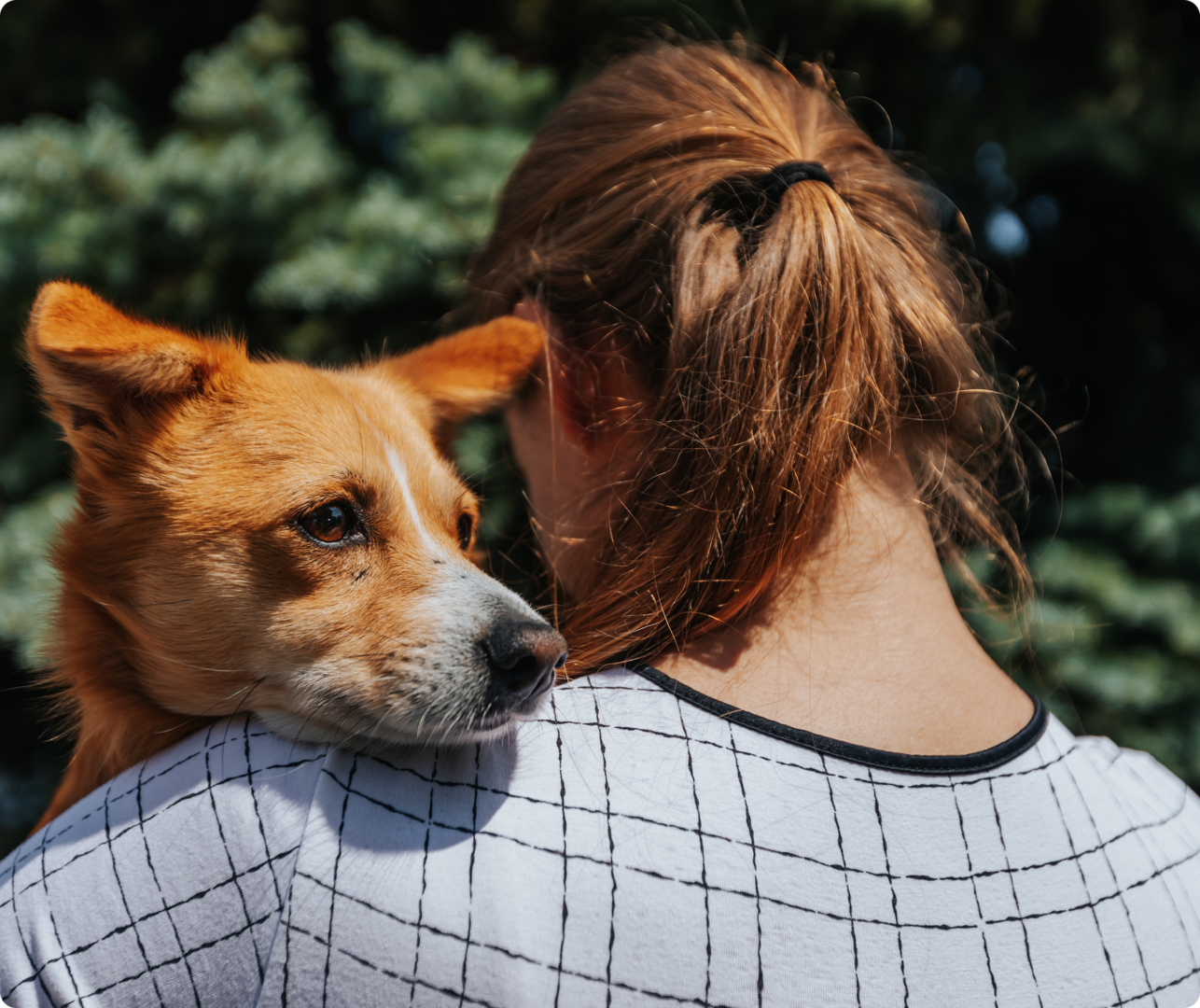 A red and white dog rests its head on a woman's shoulder. The woman has auburn hair tied back and wears a white shirt with a black grid pattern. They are outdoors with green foliage in the background. A red and white dog rests its head on a woman's shoulder. The woman has auburn hair tied back and wears a white shirt with a black grid pattern. They are outdoors with green foliage in the background.