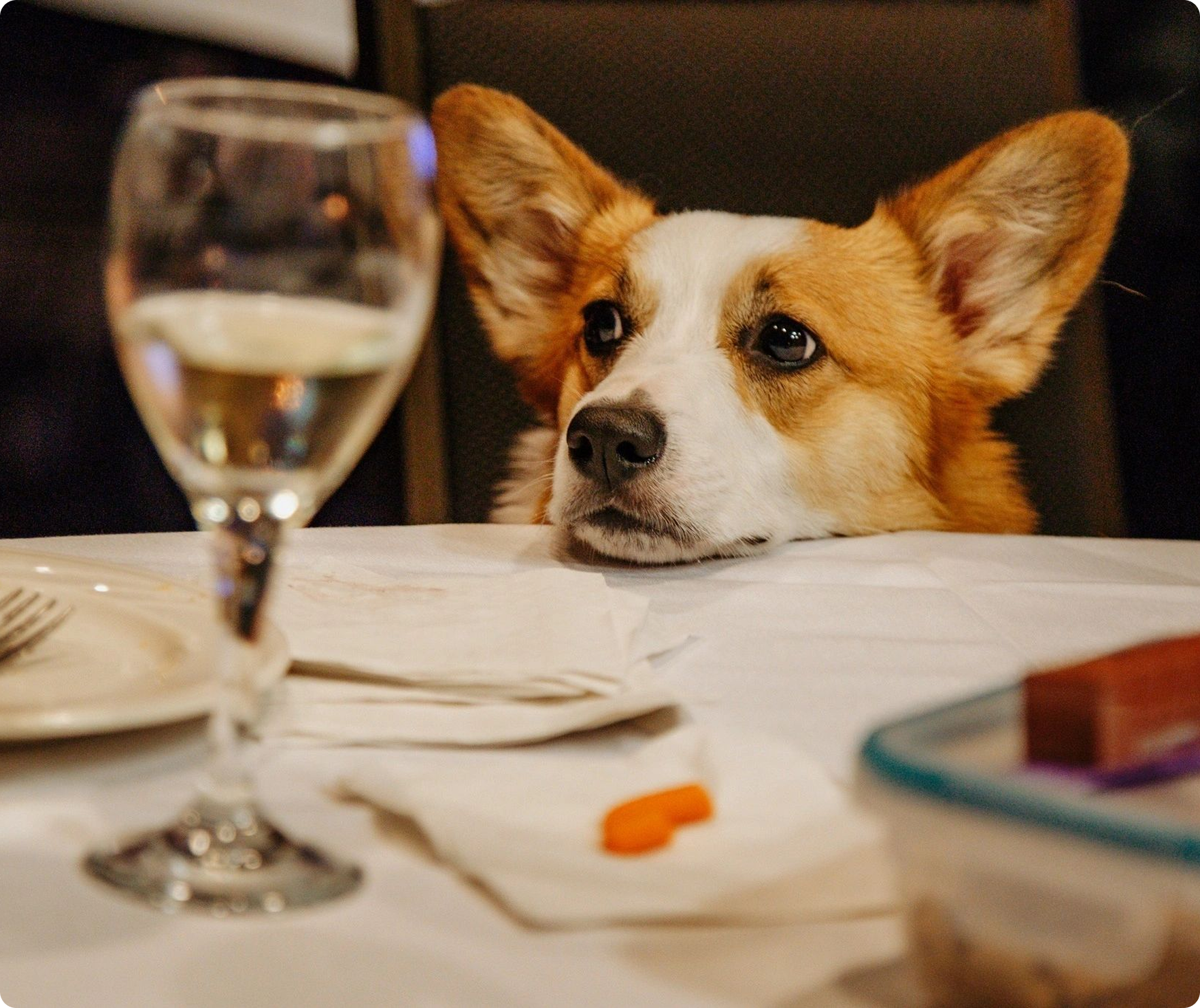 Corgi resting its head on a dining table next to a glass of water and a piece of carrot on a napkin. Corgi resting its head on a dining table next to a glass of water and a piece of carrot on a napkin.