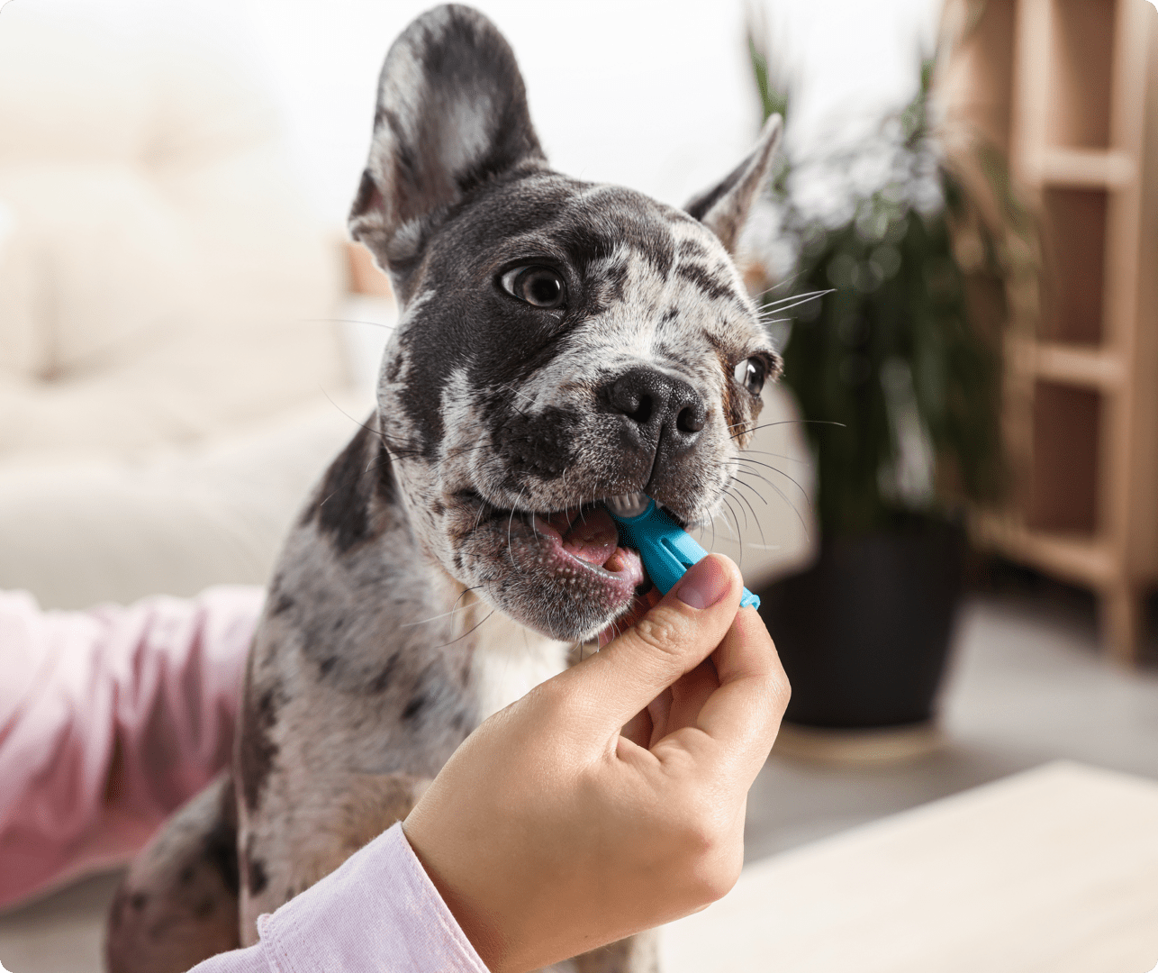 A speckled French Bulldog being given a blue toothbrush by a person indoors. A speckled French Bulldog being given a blue toothbrush by a person indoors.