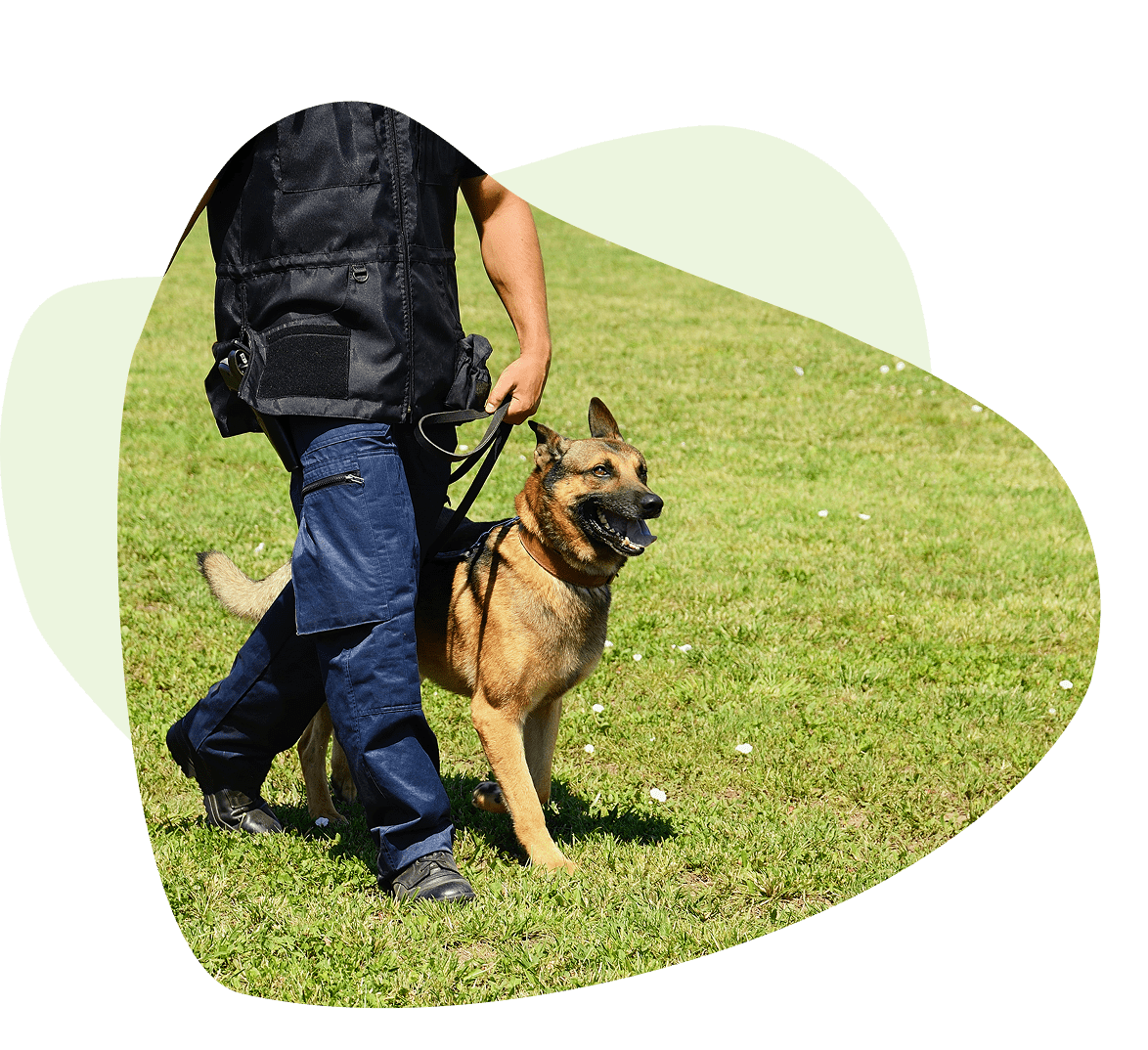 Person walking a German Shepherd on a grassy field in a sunny setting. The person is dressed in a black vest and blue pants, holding the dog's leash. Person walking a German Shepherd on a grassy field in a sunny setting. The person is dressed in a black vest and blue pants, holding the dog's leash.