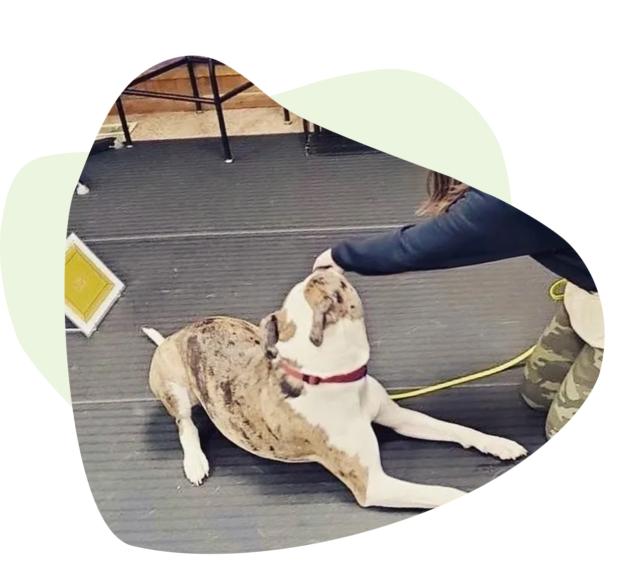 Group 1321317536 A dog is laying on the ground with its owner.