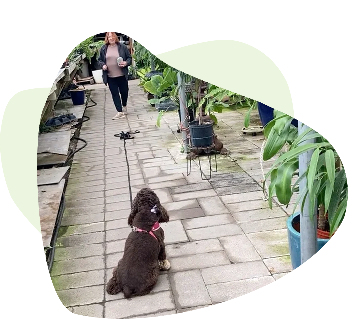 Group 1321317539 A dog sitting on the ground in front of some plants.