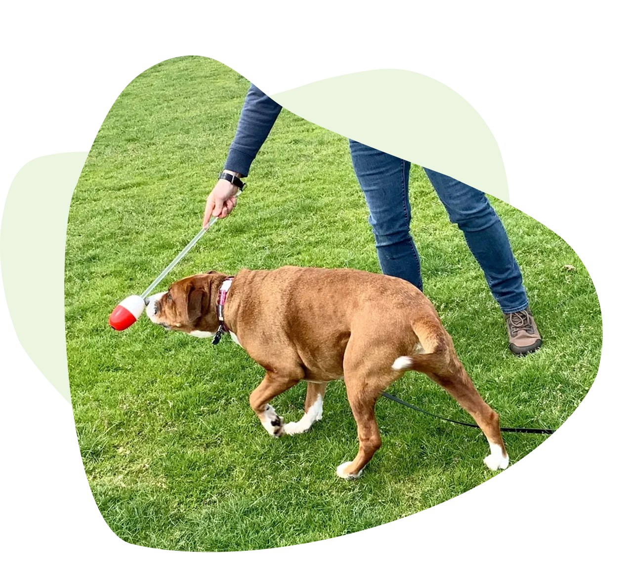 Group 1321317541 A dog is playing tug of war with its owner.