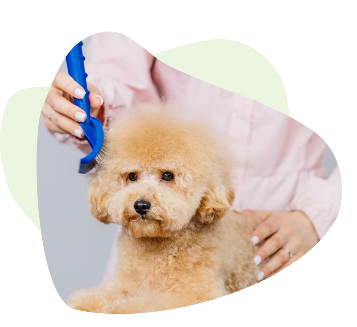 A small fluffy dog being groomed with a blue comb by a person in a pink shirt. A small fluffy dog being groomed with a blue comb by a person in a pink shirt.