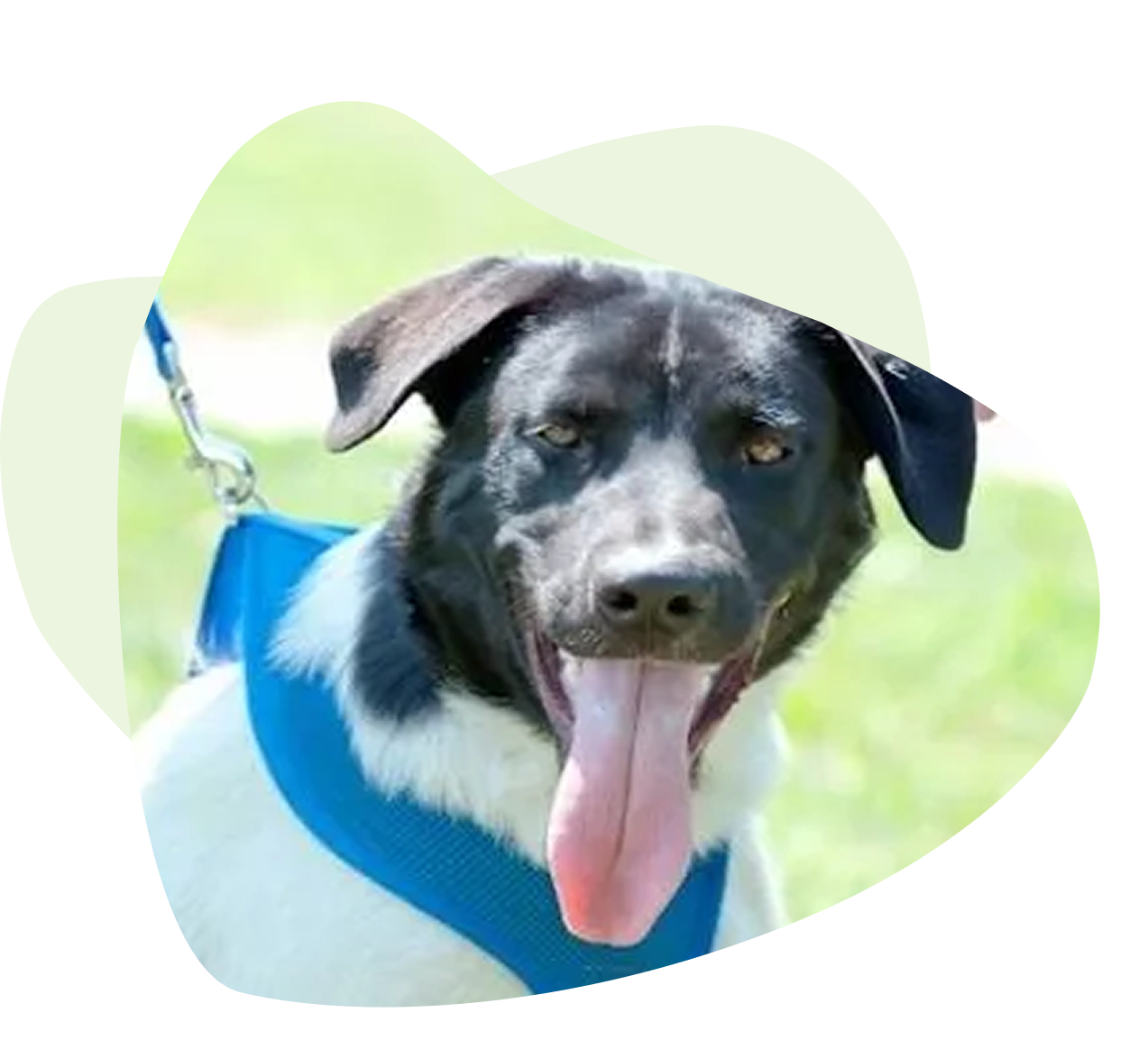 Black and white dog with tongue out, wearing a blue harness, against a grassy background. Black and white dog with tongue out, wearing a blue harness, against a grassy background.