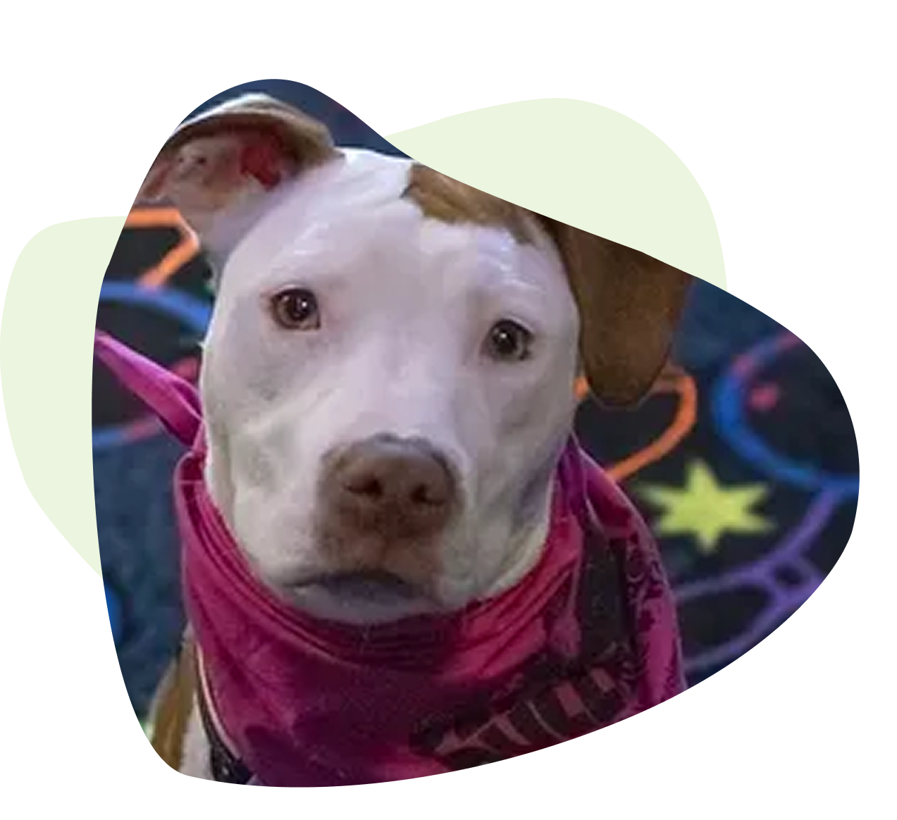 A dog with a white face and brown ears wearing a pink bandana, set against a colorful, patterned background. A dog with a white face and brown ears wearing a pink bandana, set against a colorful, patterned background.
