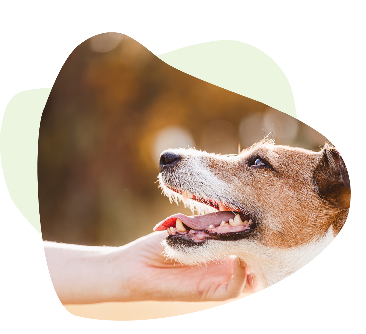 A person gently holds a small brown and white dog under its chin outdoors. The dog is looking to the side with its mouth open and ears perked up. A person gently holds a small brown and white dog under its chin outdoors. The dog is looking to the side with its mouth open and ears perked up.