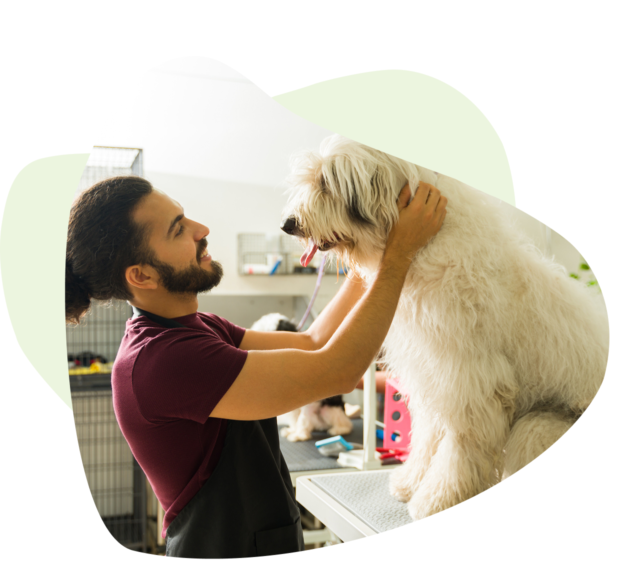 A person with dark hair and beard, wearing a maroon shirt, gently holds a large, fluffy white dog on a grooming table in a well-lit room. A person with dark hair and beard, wearing a maroon shirt, gently holds a large, fluffy white dog on a grooming table in a well-lit room.