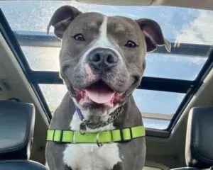 A smiling dog wearing a green harness looks down from a car's sunroof against a blue sky.