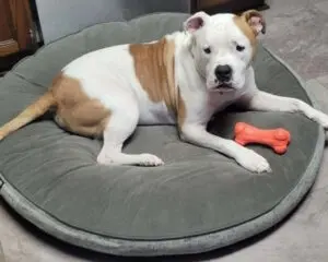 A dog with a white and brown coat lies on a round gray dog bed, with an orange bone toy nearby.
