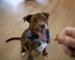 A happy brown dog with a blue bow tie sits on a wooden floor, eagerly looking at a hand holding a treat.