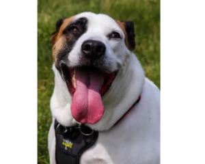 A happy dog with a black and white face and tan spot over one eye sits on grass, panting with its pink tongue out, wearing a black harness labeled "walk small.