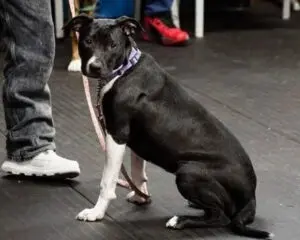 Black and white dog wearing a purple collar sits next to a person in jeans and white sneakers on a dark floor.
