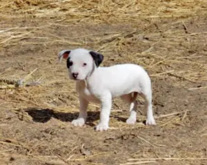 A small white puppy with a black spot on its ear stands on dry, straw-covered ground.