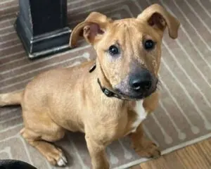 A brown puppy with floppy ears sits on a striped rug, looking up with a curious expression.