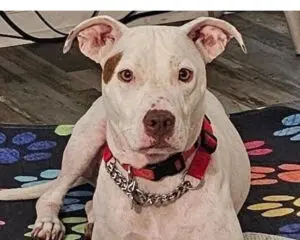 A white dog with a brown patch over one eye, wearing a red and black collar, lies on a colorful paw-print rug indoors.