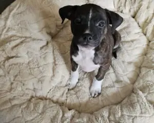 A small brindle puppy with a white chest sits on a fluffy cream-colored bed, looking up.