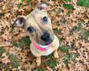 Brown dog with a pink collar sits on a bed of fallen leaves, looking up with ears perked.