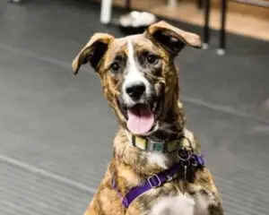 Brown and white dog with a purple harness and green collar, sitting on a dark floor with its tongue out.