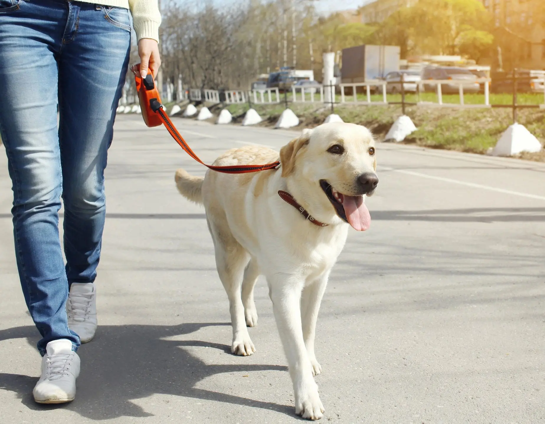fm=f_2810 A person walking their dog on a leash.