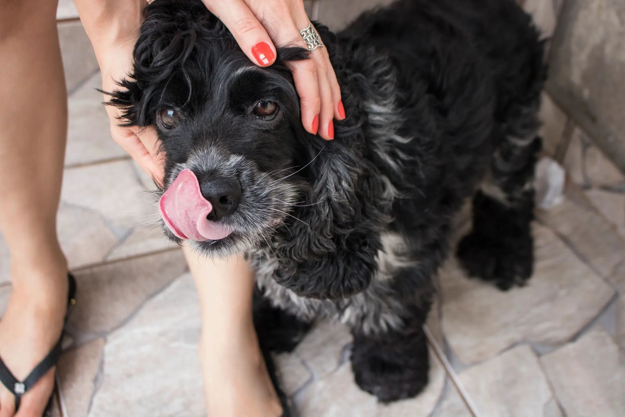 fm=f_89542 A person petting the face of a dog.