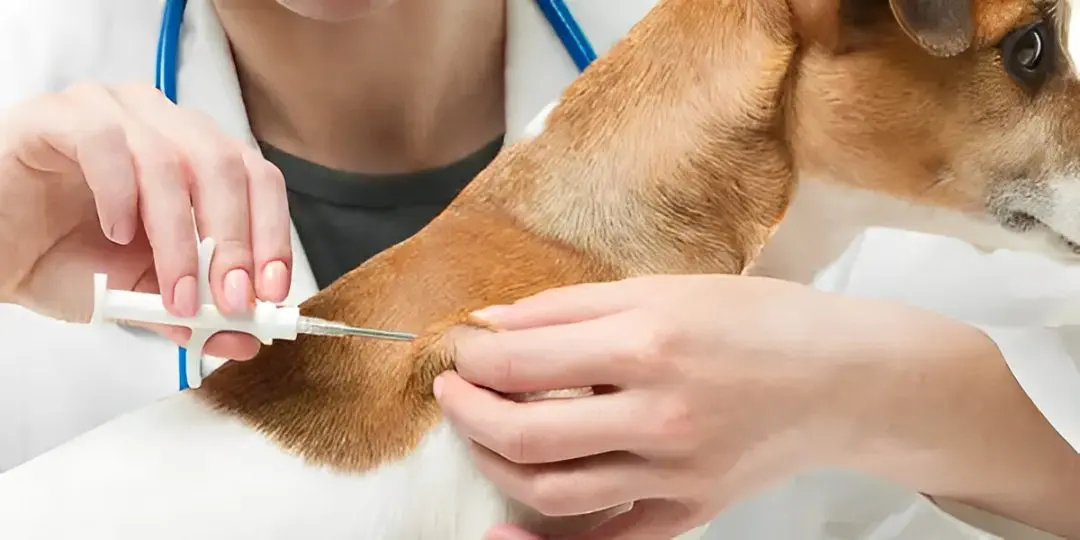 A veterinarian administers a microchip to a dog using a syringe, holding the animal's neck skin gently. A veterinarian administers a microchip to a dog using a syringe, holding the animal's neck skin gently.