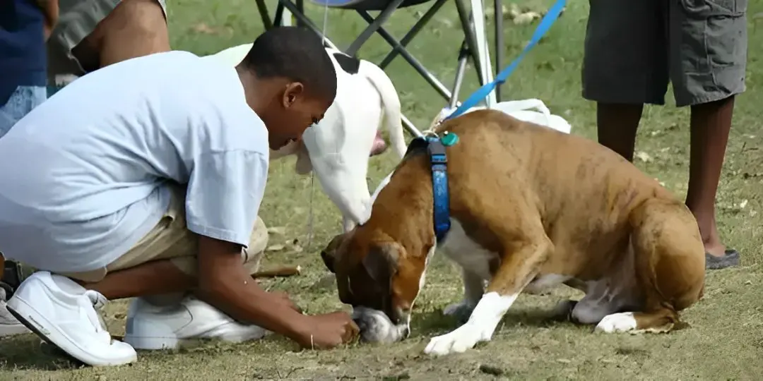Boy crouched, interacting with a brown and white dog on a grassy area. The dog is on a blue leash. Other people stand nearby, legs visible. Boy crouched, interacting with a brown and white dog on a grassy area. The dog is on a blue leash. Other people stand nearby, legs visible.