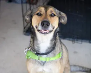 A dog with tan and black fur wearing a green collar, sitting indoors, looking at the camera with its mouth slightly open.