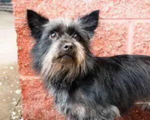 Scruffy black and gray dog with upright ears stands on a wet concrete surface, next to a textured red brick wall.