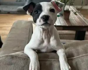 A black and white puppy with one ear up and one ear down leans on a couch. A wooden table and plant are in the background.
