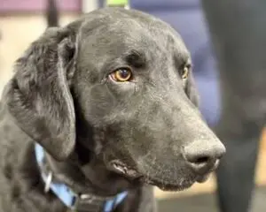 Black dog with a blue collar looking to the side.