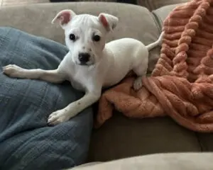 A white puppy with black spots lies on a beige couch, surrounded by a blue pillow and an orange blanket.