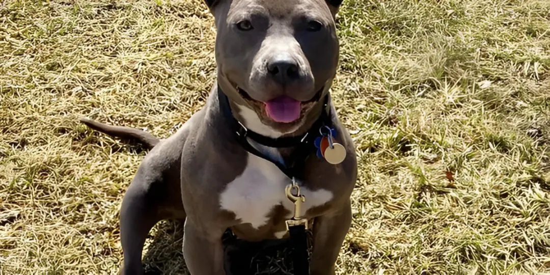 Gray and white dog sitting on grass, wearing a collar with tags, looking at the camera with open mouth.