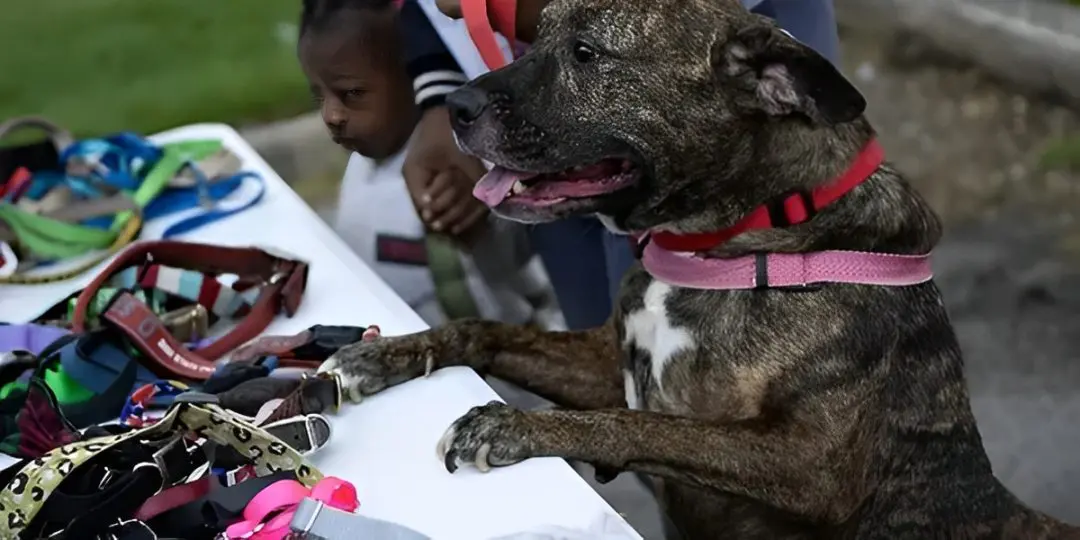 A brindle dog with a pink harness stands with its front paws on a table with various colorful leashes. A person and a child are nearby, partially visible. A brindle dog with a pink harness stands with its front paws on a table with various colorful leashes. A person and a child are nearby, partially visible.