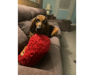 A dog laying on the couch with a pillow in his mouth.