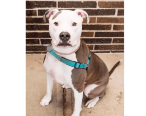 A dog sitting on the ground with its head tilted to the side.