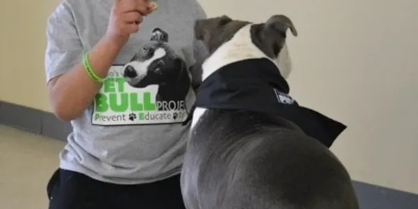 Person wearing a "Pit Bull Project" shirt holding a treat in front of a seated dog wearing a black bandana.