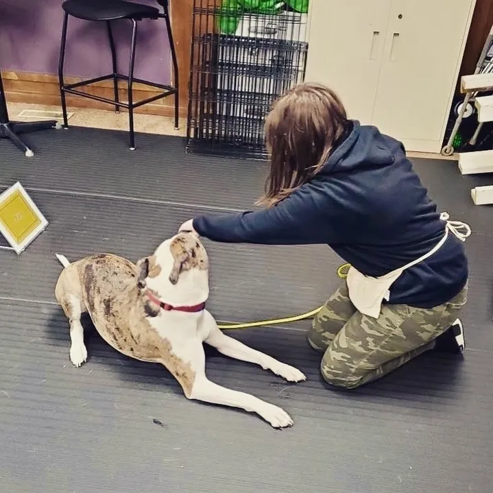 rs=w_719,h_719 (1) A woman is tying up her dog on the floor.