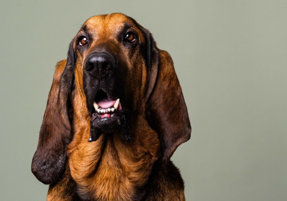 Toledo Pet Photographer