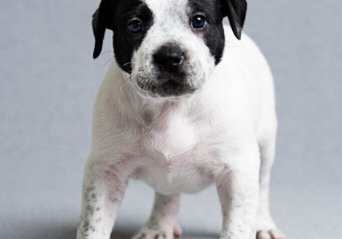 Toledo Pet Photographer