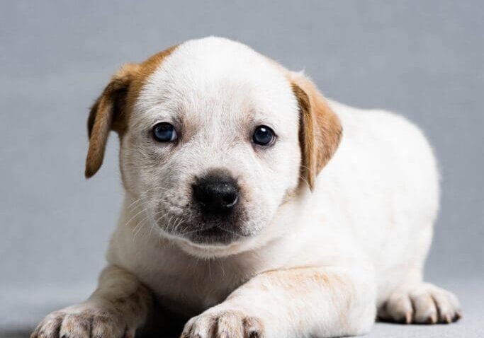 Toledo Pet Photographer