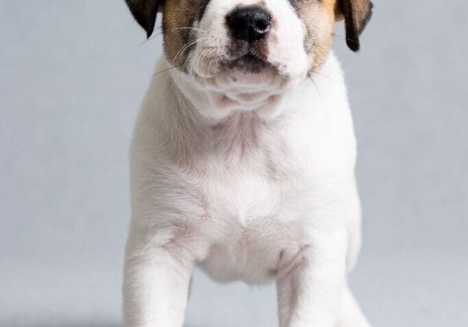 Toledo Pet Photographer