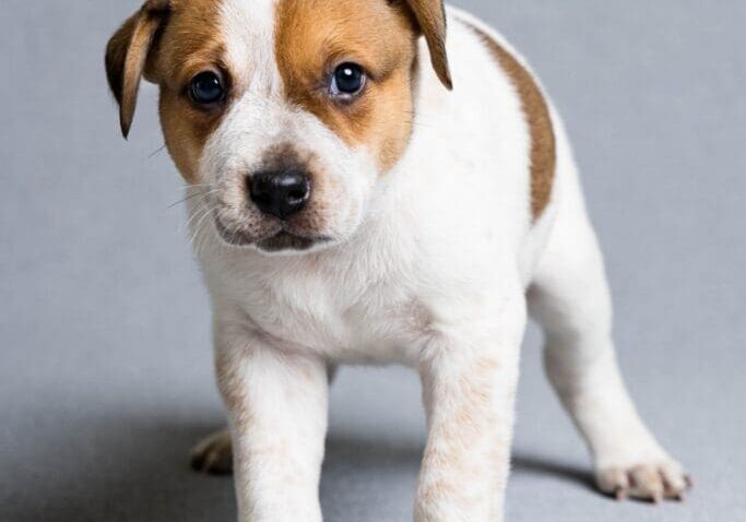 Toledo Pet Photographer