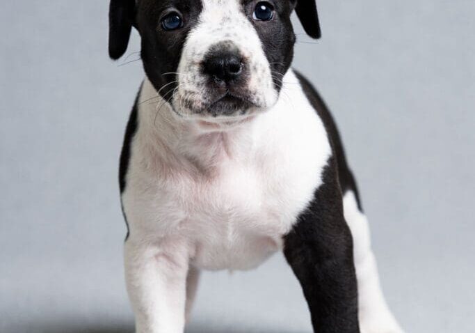 Toledo Pet Photographer