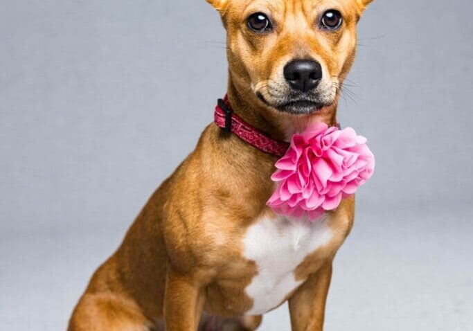 Toledo Pet Photographer