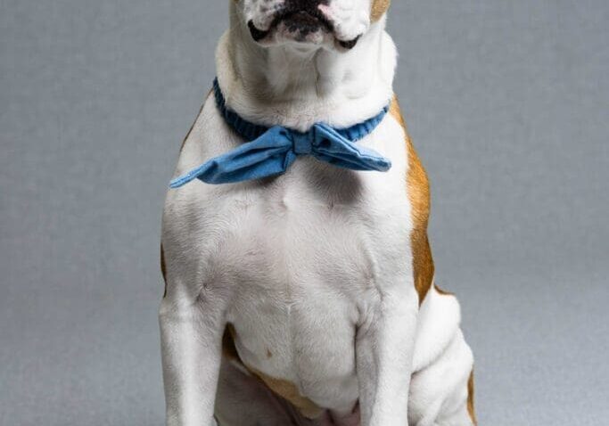 Toledo Pet Photographer