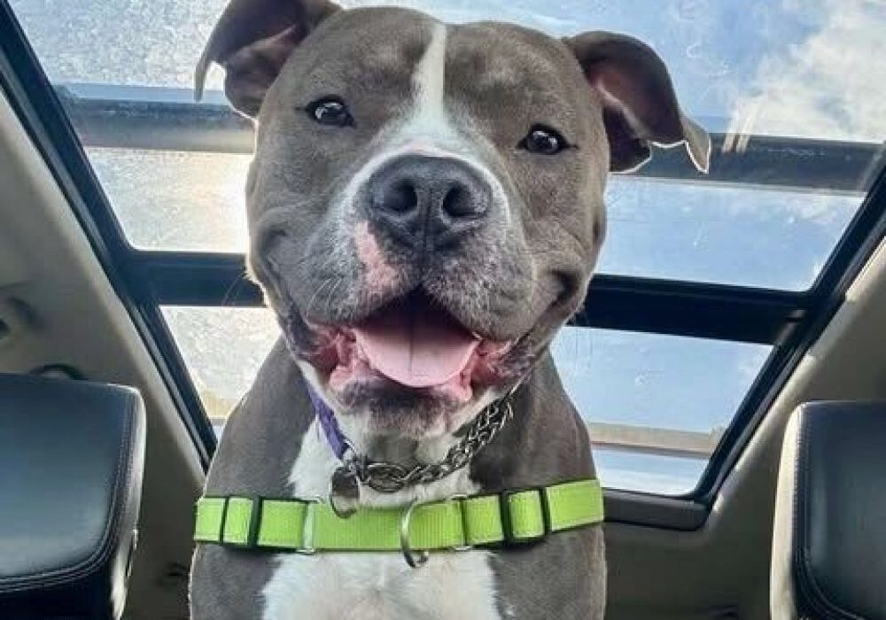 A smiling dog wearing a green harness looks down from a car's sunroof against a blue sky.
